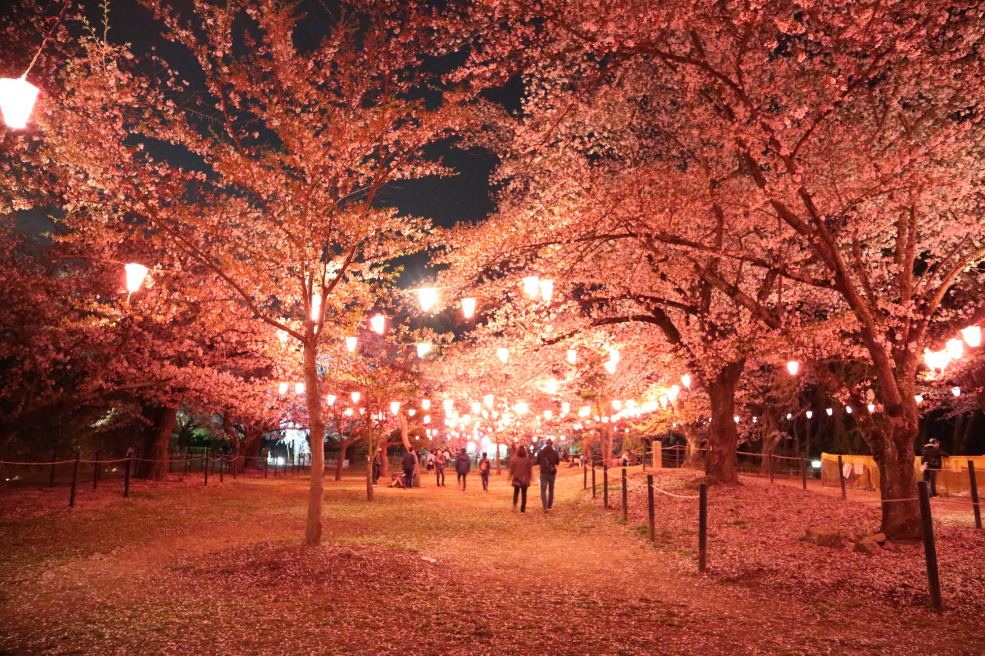 日本さくら名所100選 懐古園の 夜桜 へご案内 中棚荘