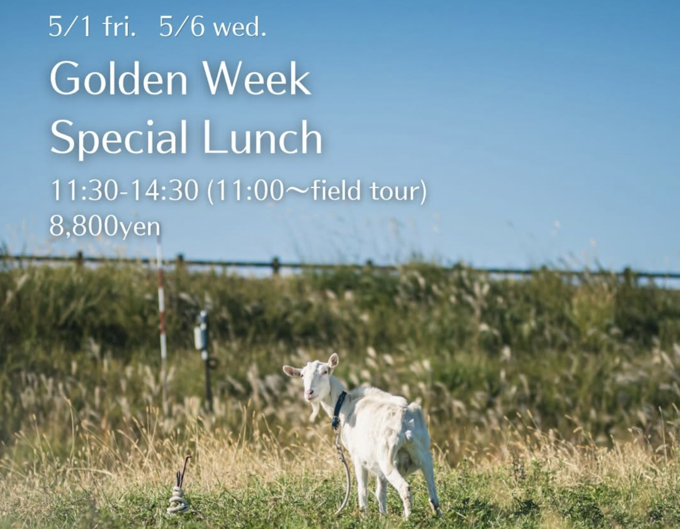 Golden Week Special Lunch の開催のお知らせ